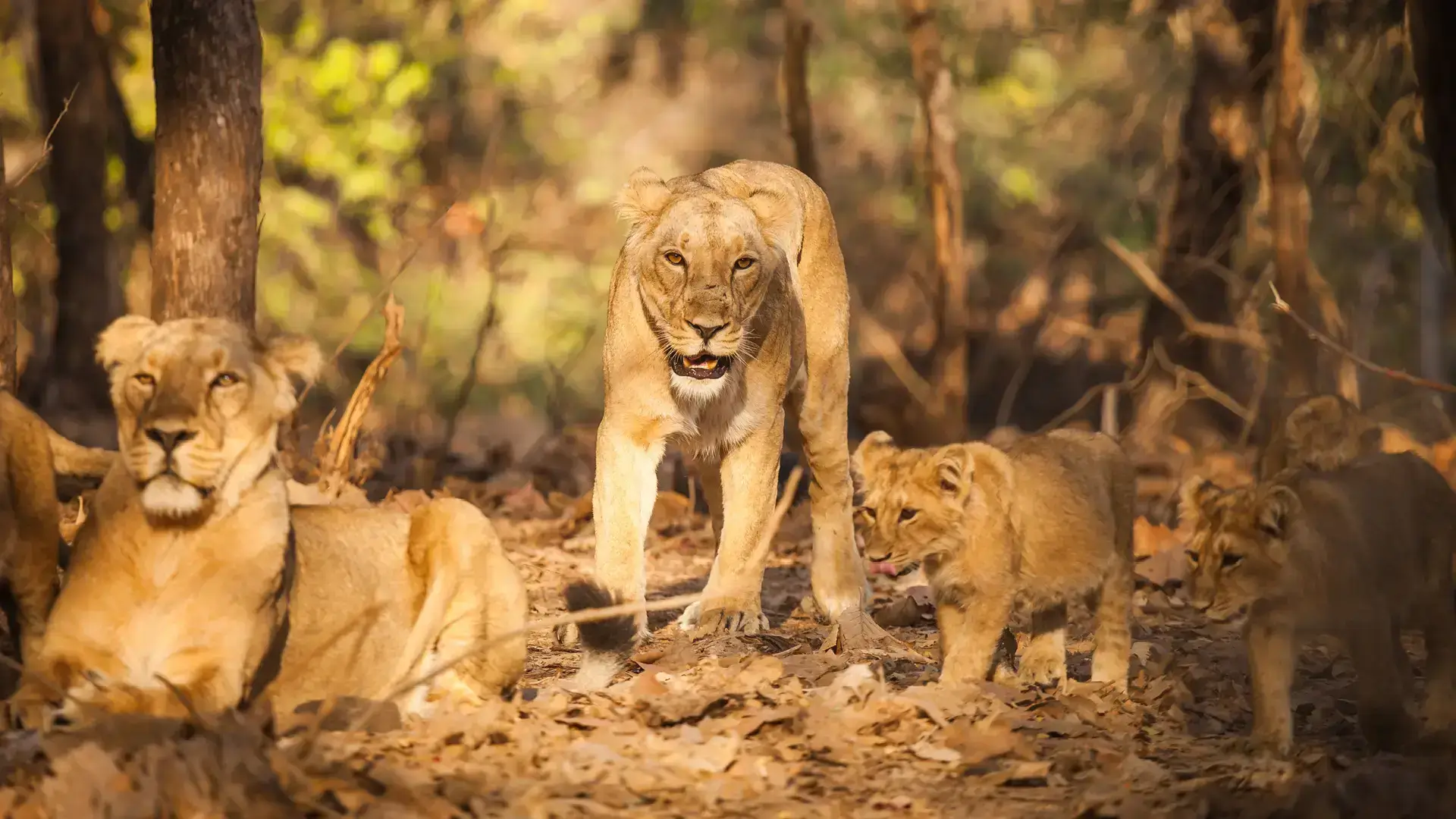 Gir Forest
