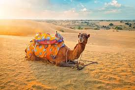 Camel in Rajasthan