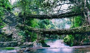 Double Decker Living Root Bridge
